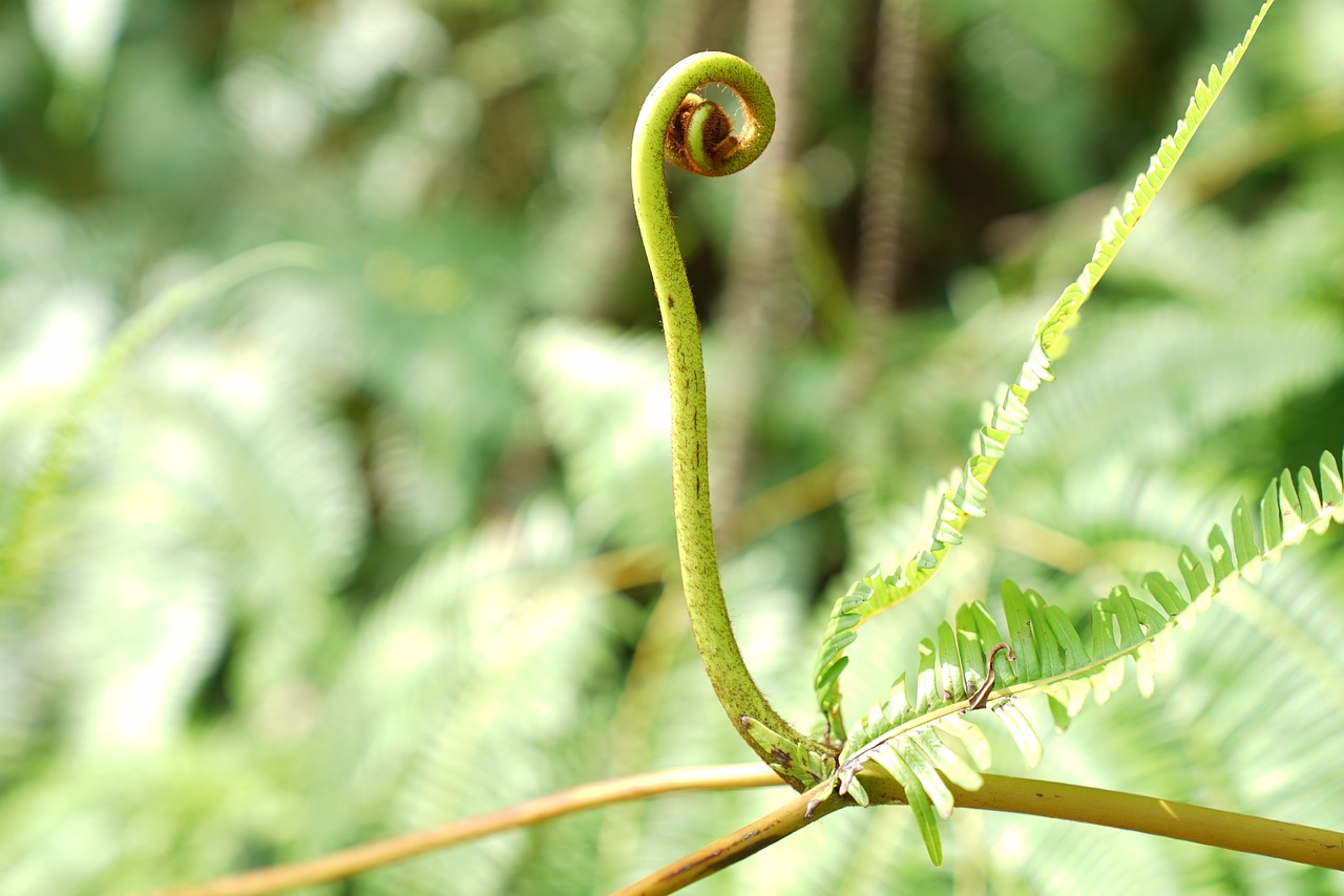 Image - ferns wild tropical jungle nature