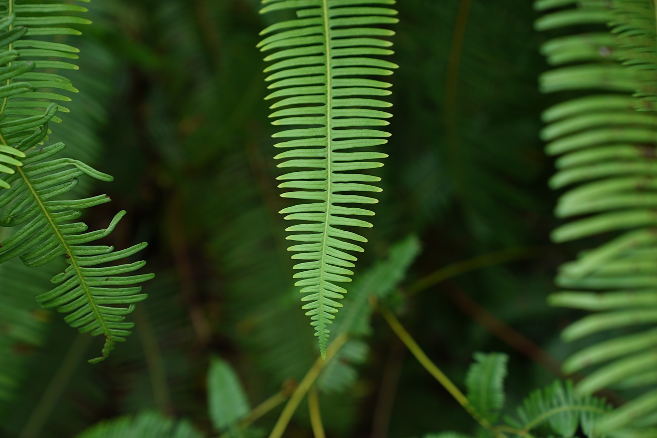 Image - ferns wild tropical jungle nature