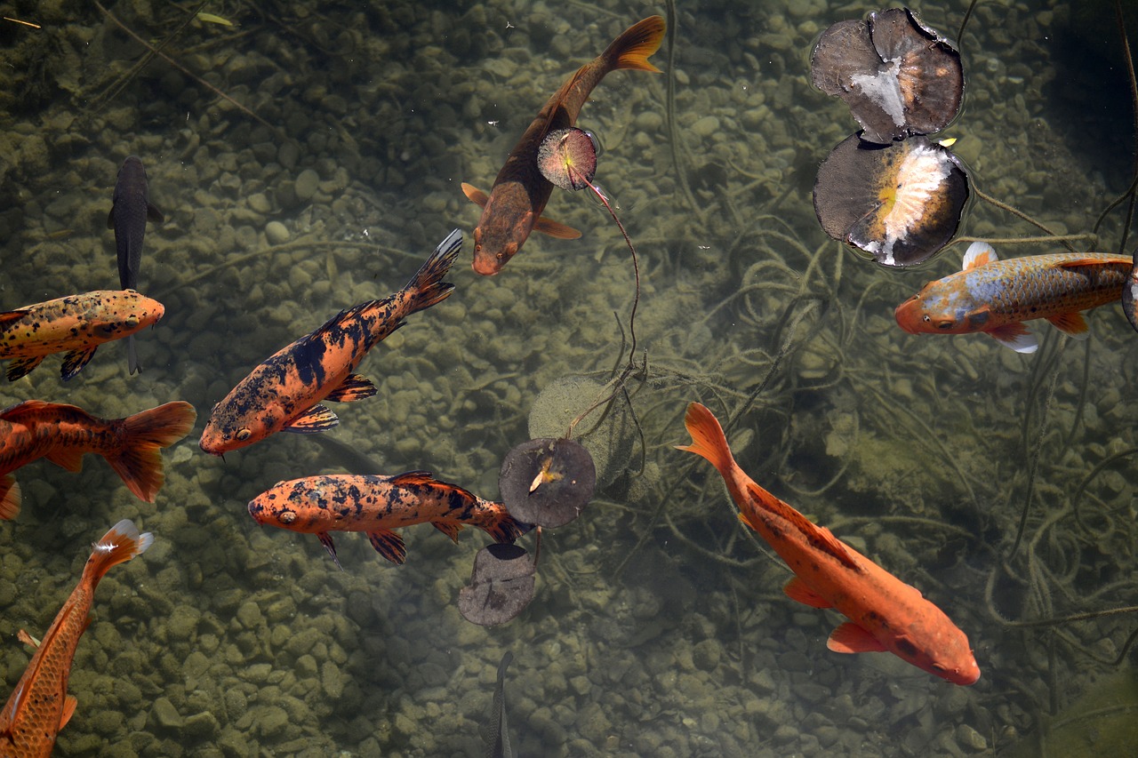 Image - fish koi creature animal world