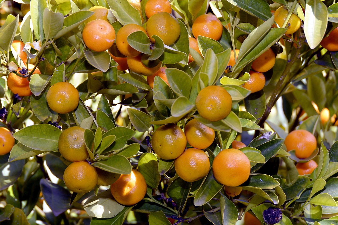 Image - tangerines tree eat citrus fruits