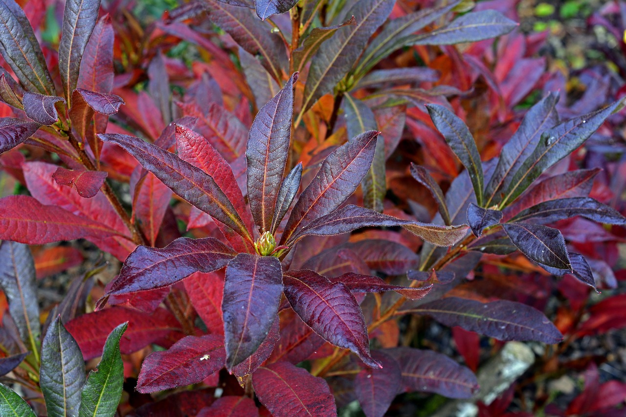 Image - rhododendron bud autumn flowers