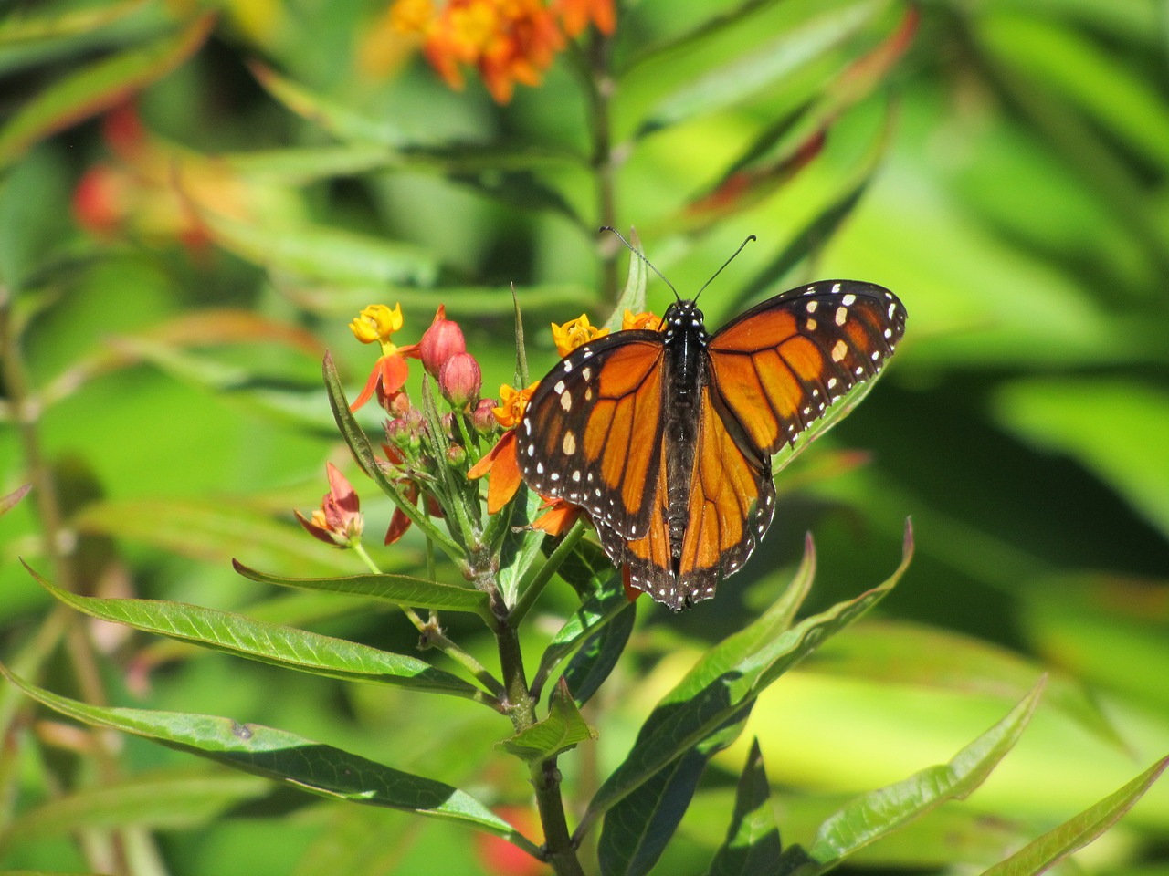 Image - butterfly park tenerife garden