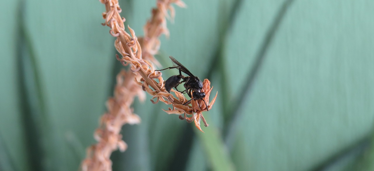 Image - macro insect wasp armenia