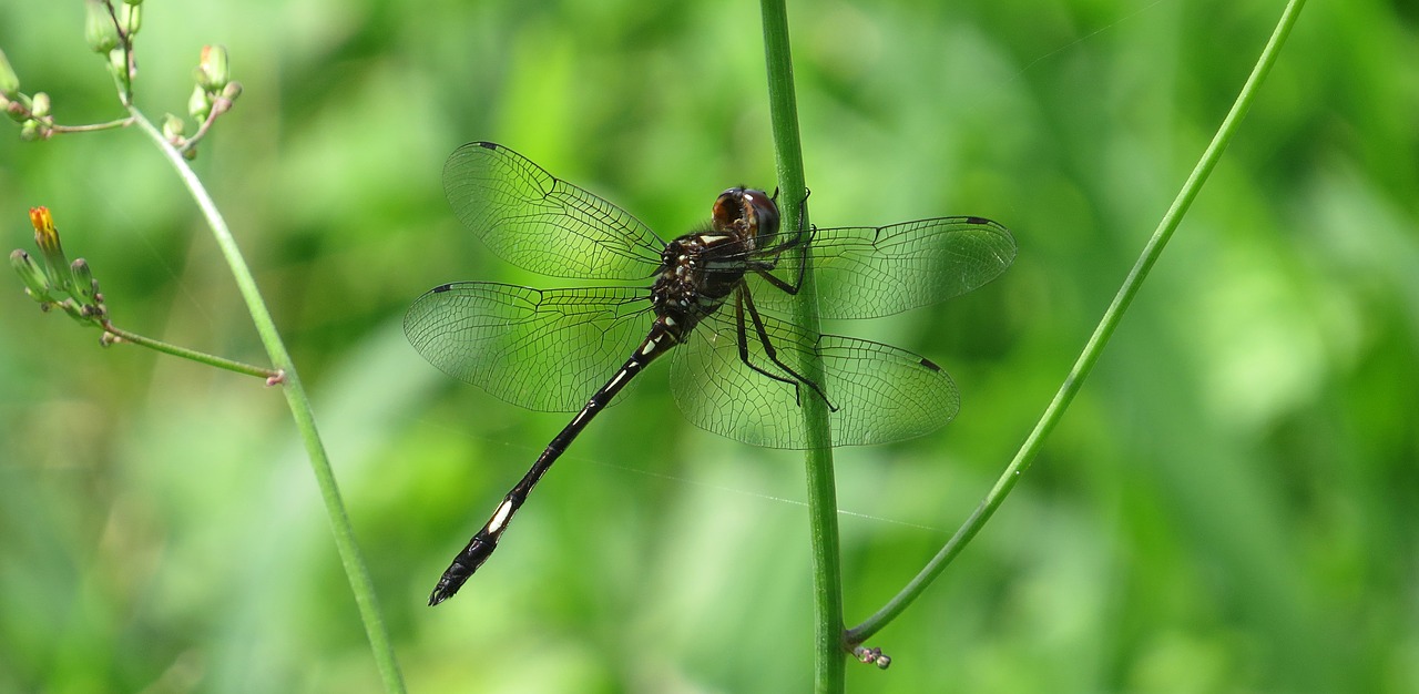 Image - dragonfly red dragonfly macro