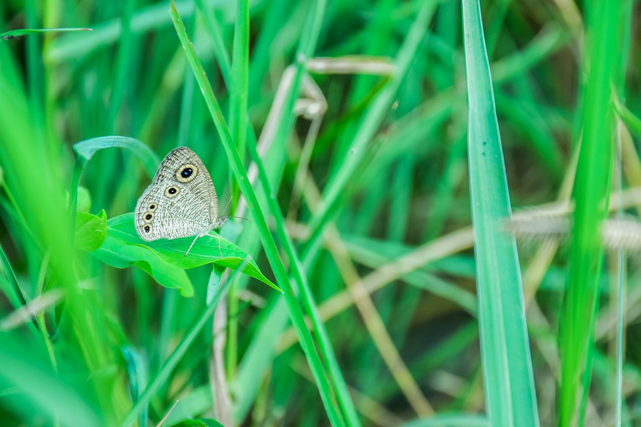Image - butterfly insects nature