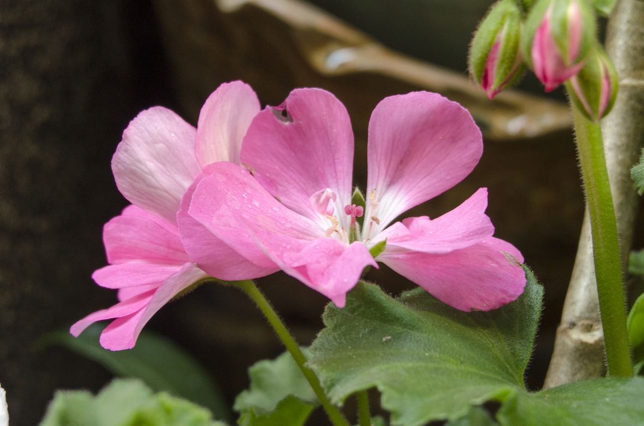 Image - flowers affix close shot makro