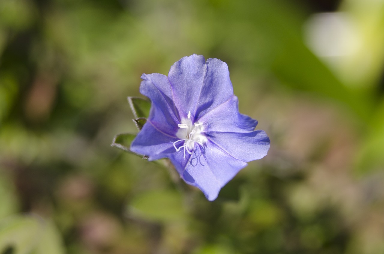 Image - flowers affix close shot makro