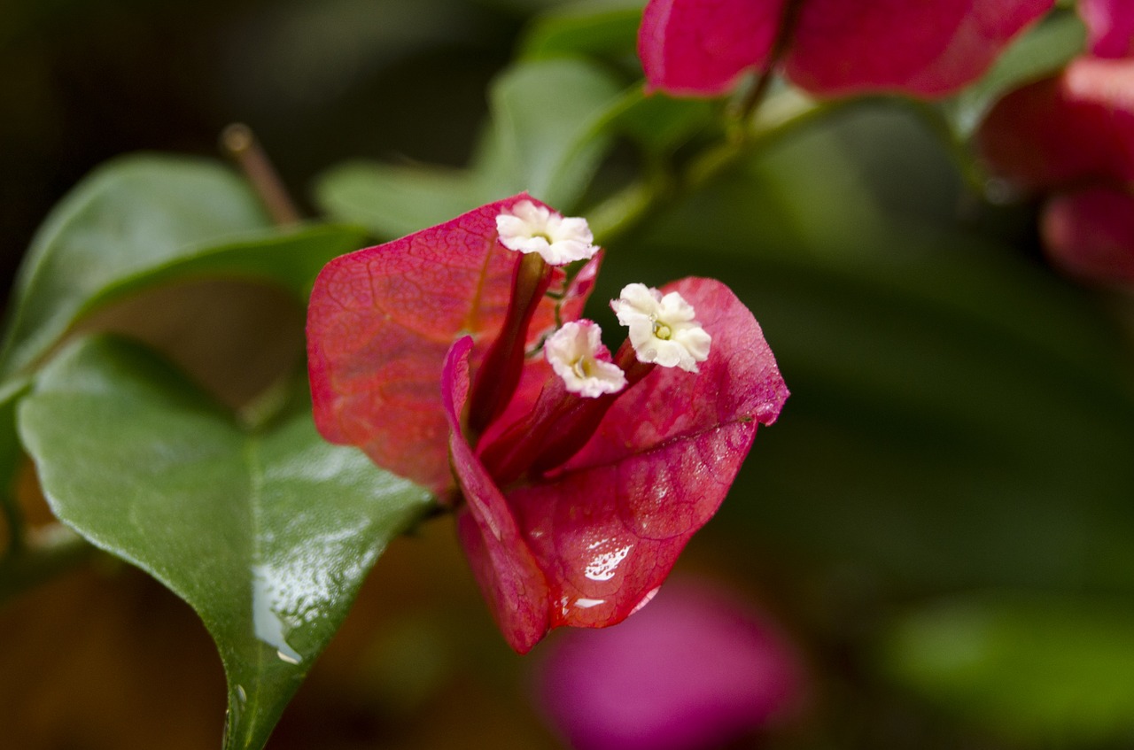 Image - flowers affix close shot makro
