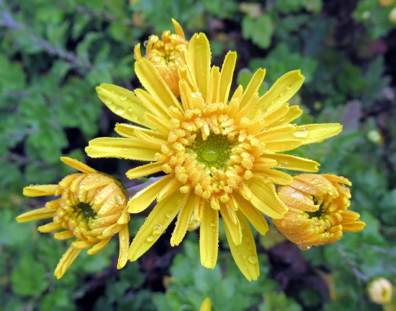 Image - autumn rain chrysanthemum