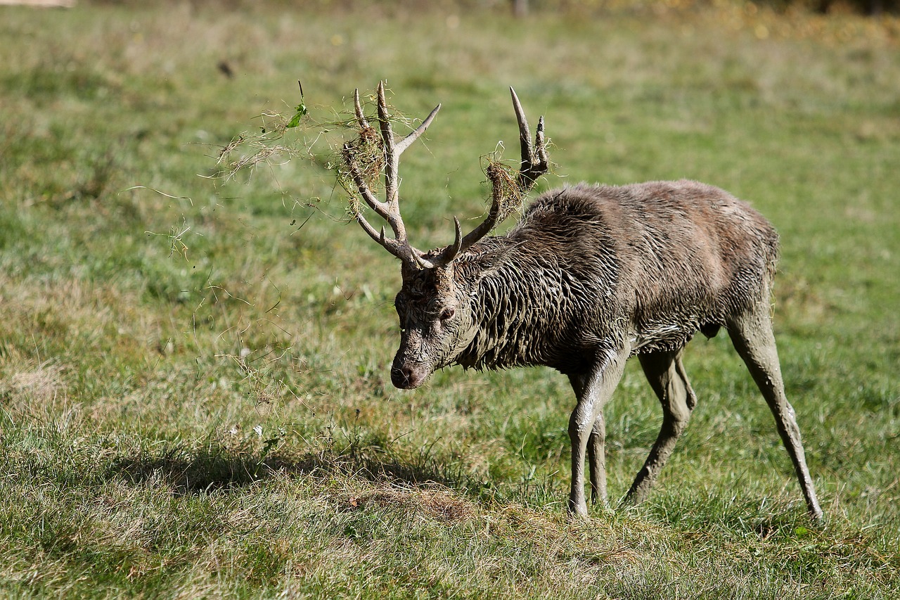 Image - hirsch antler forest wild nature