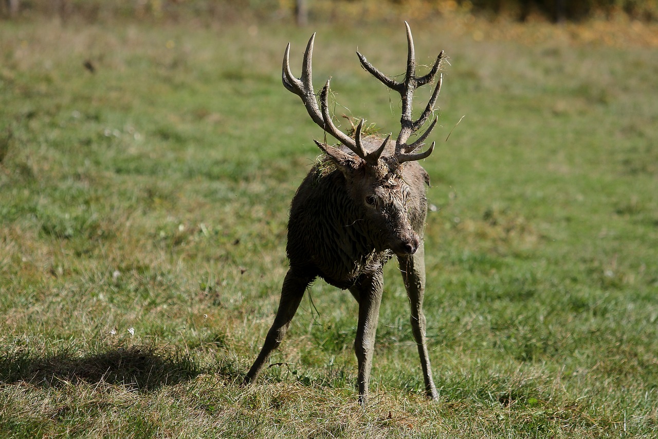 Image - hirsch antler red deer