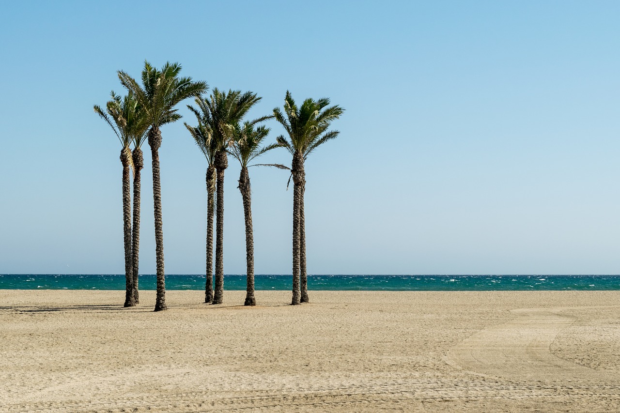 Image - beach palm trees summer sea travel