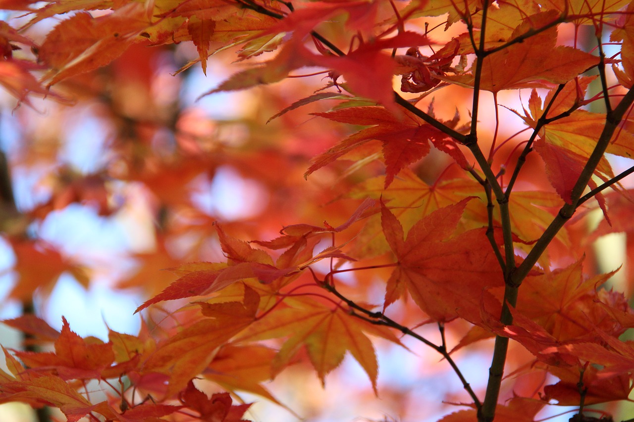 Image - fall autumn nature season orange