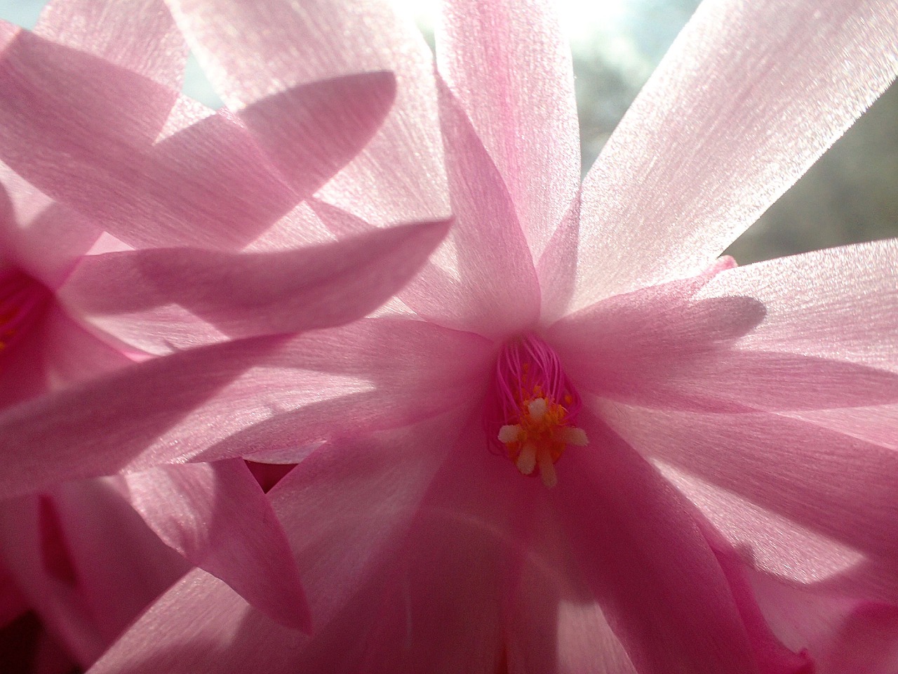 Image - pink flower pink white nature