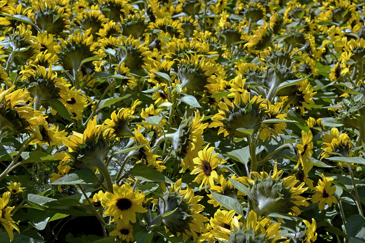 Image - sunflower sunflower field flowers