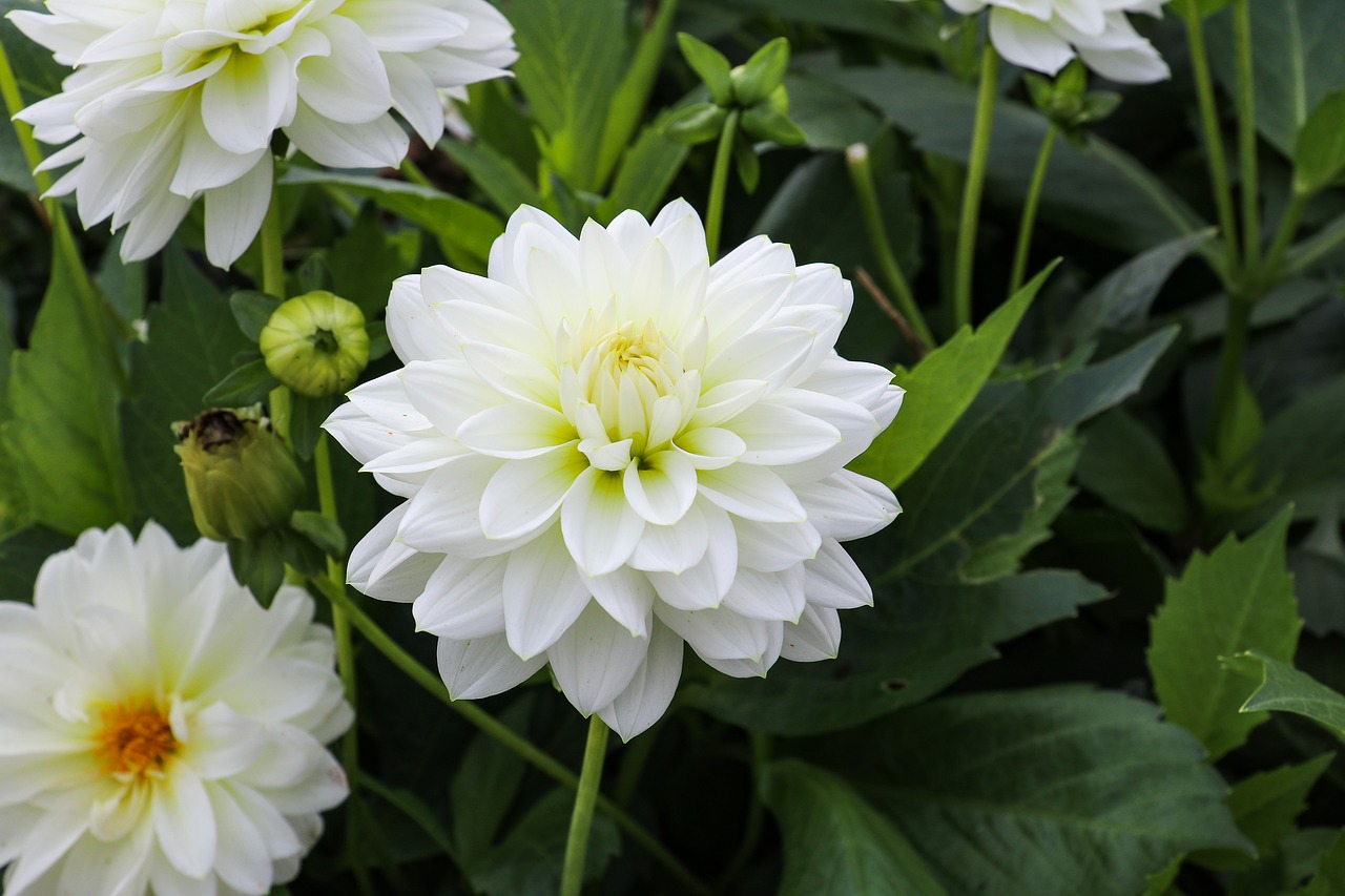 Image - dahlia plant white late summer