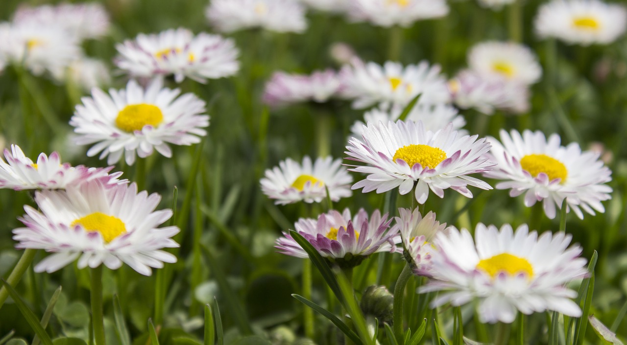 Image - daisy grass simple nature close up