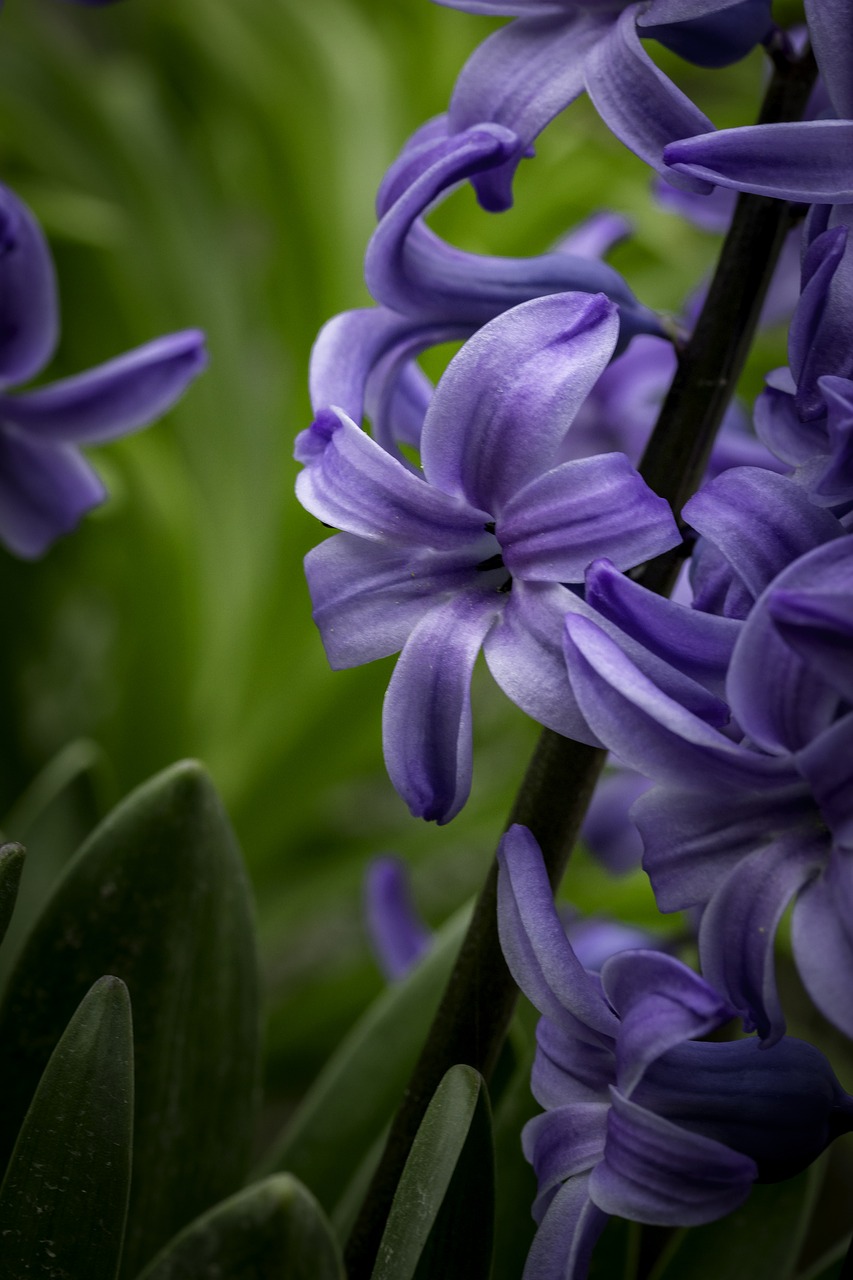 Image - hyacinth flower high contrast