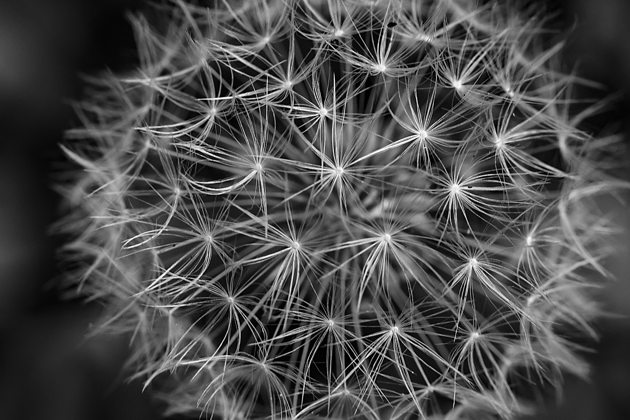 Image - dandelion black and white close up