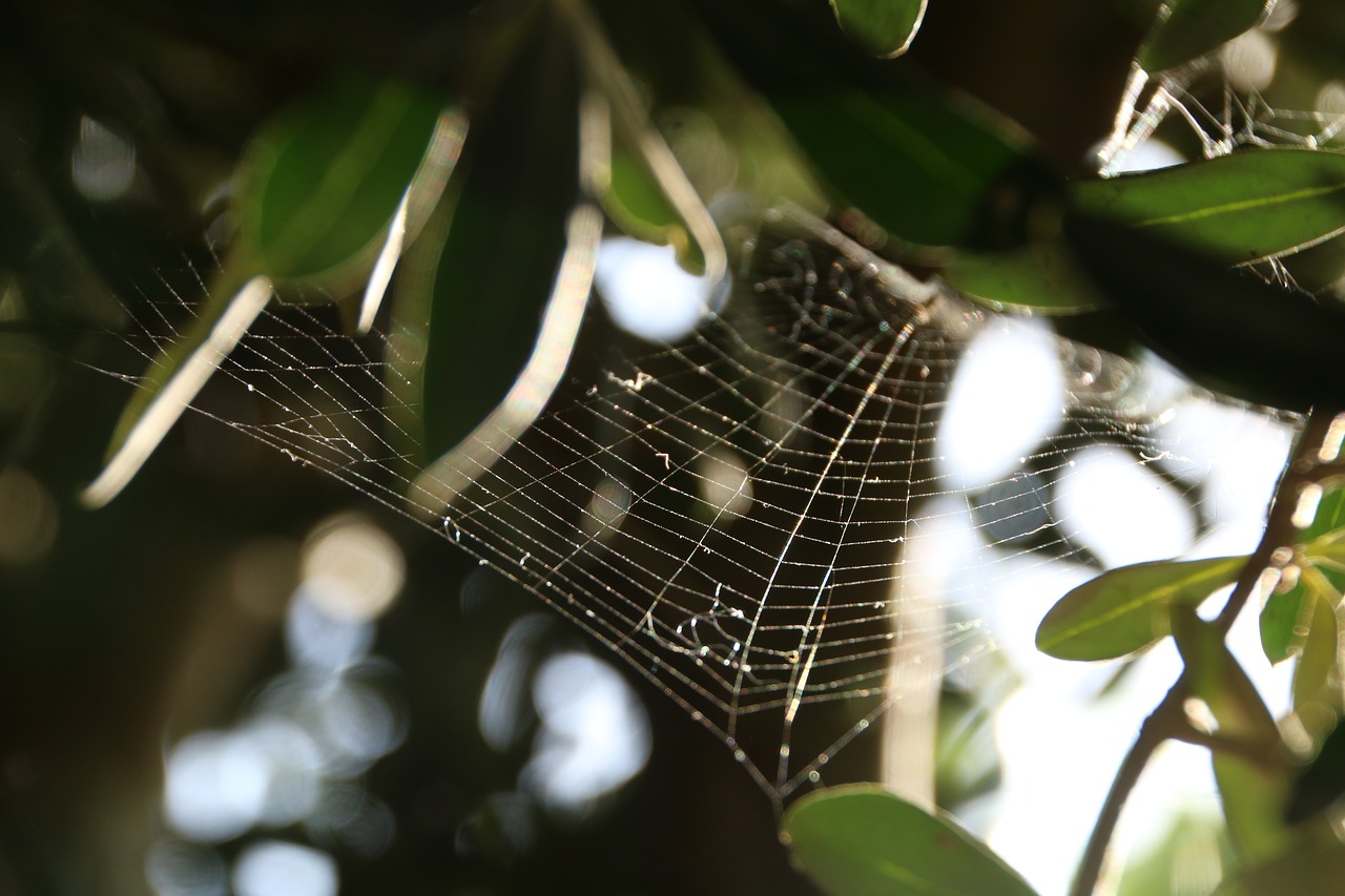 Image - cobweb green tree nature web