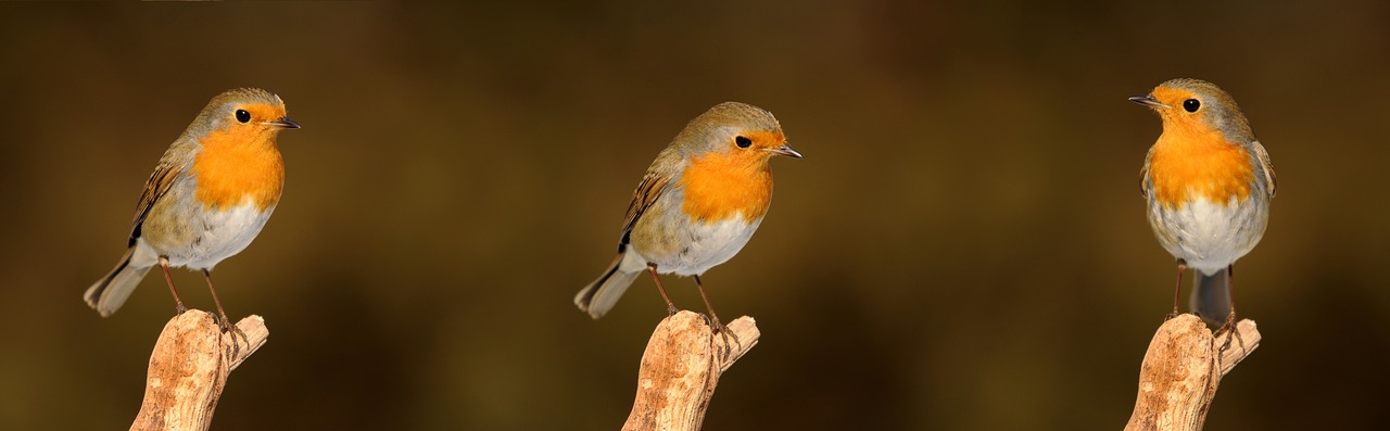 Image - robin bird garden songbird nature