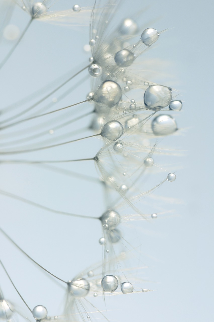 Image - dandelion seeds close drip nature