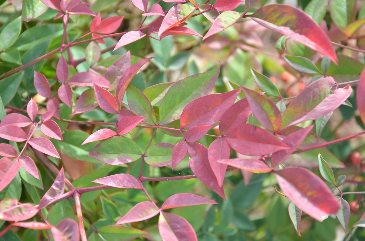 Image - leaves hedge redhead