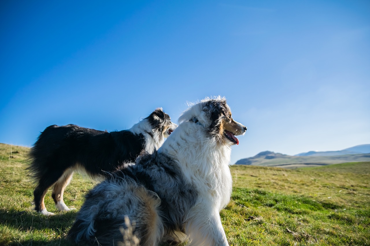 Image - dogs mountain landscape