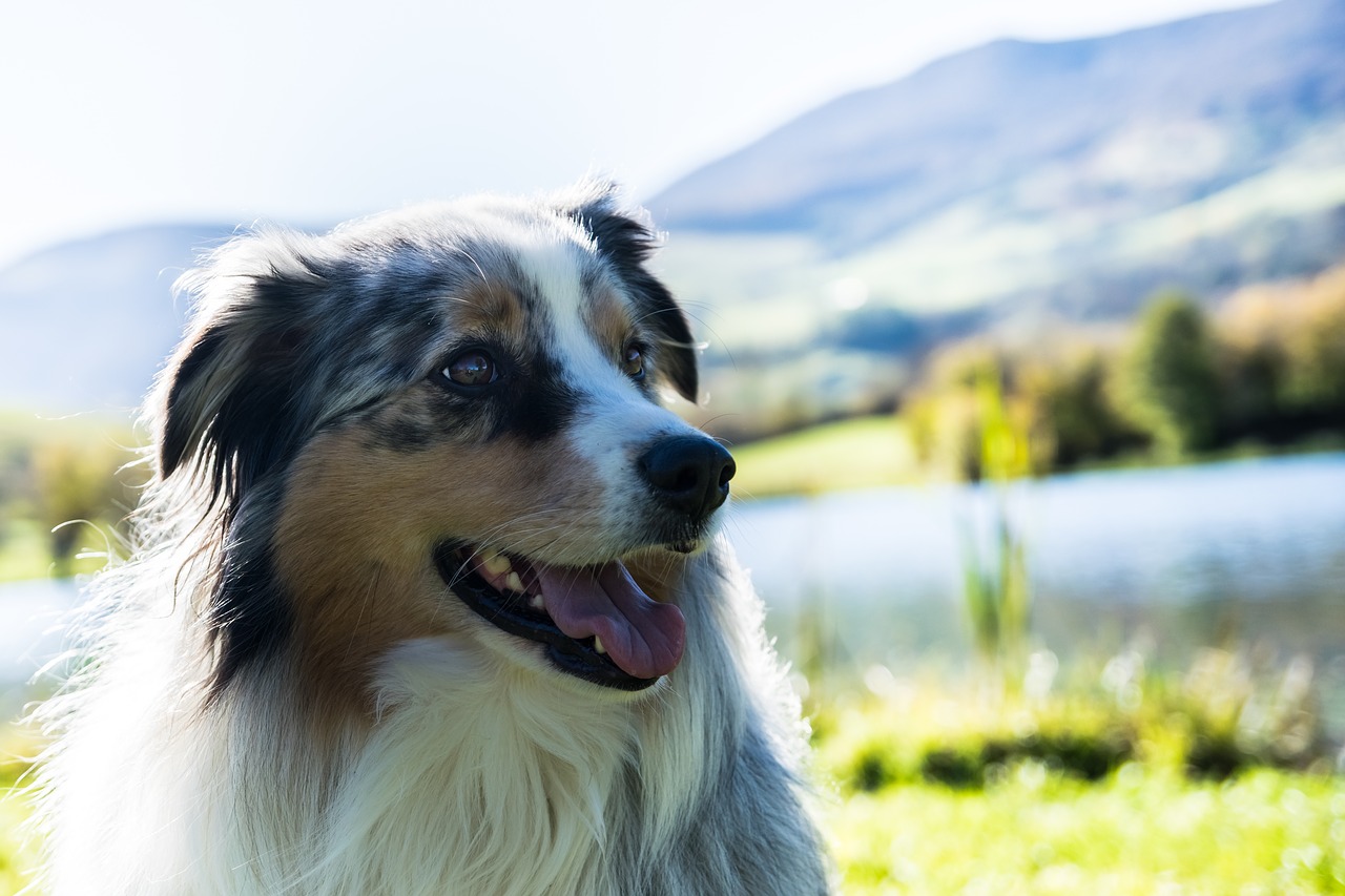 Image - dogs mountain landscape