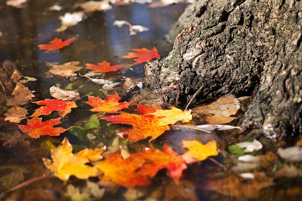 Image - autumn fall leaves orange yellow