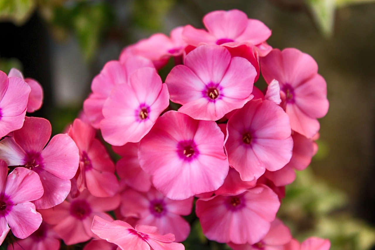 Image - flower geranium blossom bloom