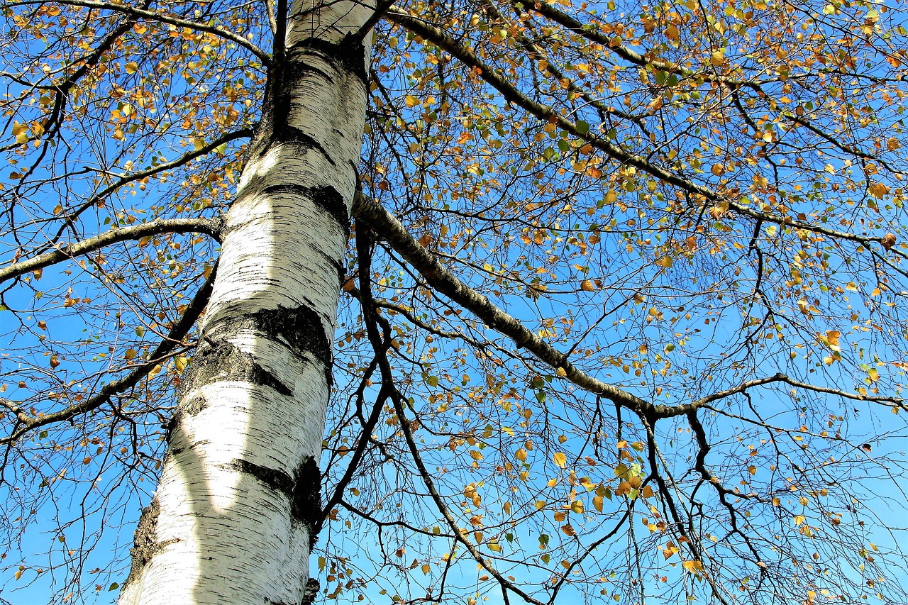 Image - tree sky birch autumn gold