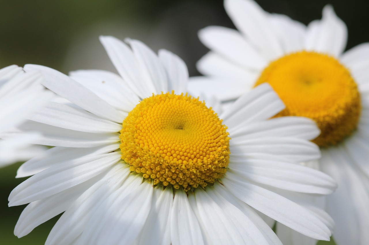 Image - daisy wildflower summer sun white