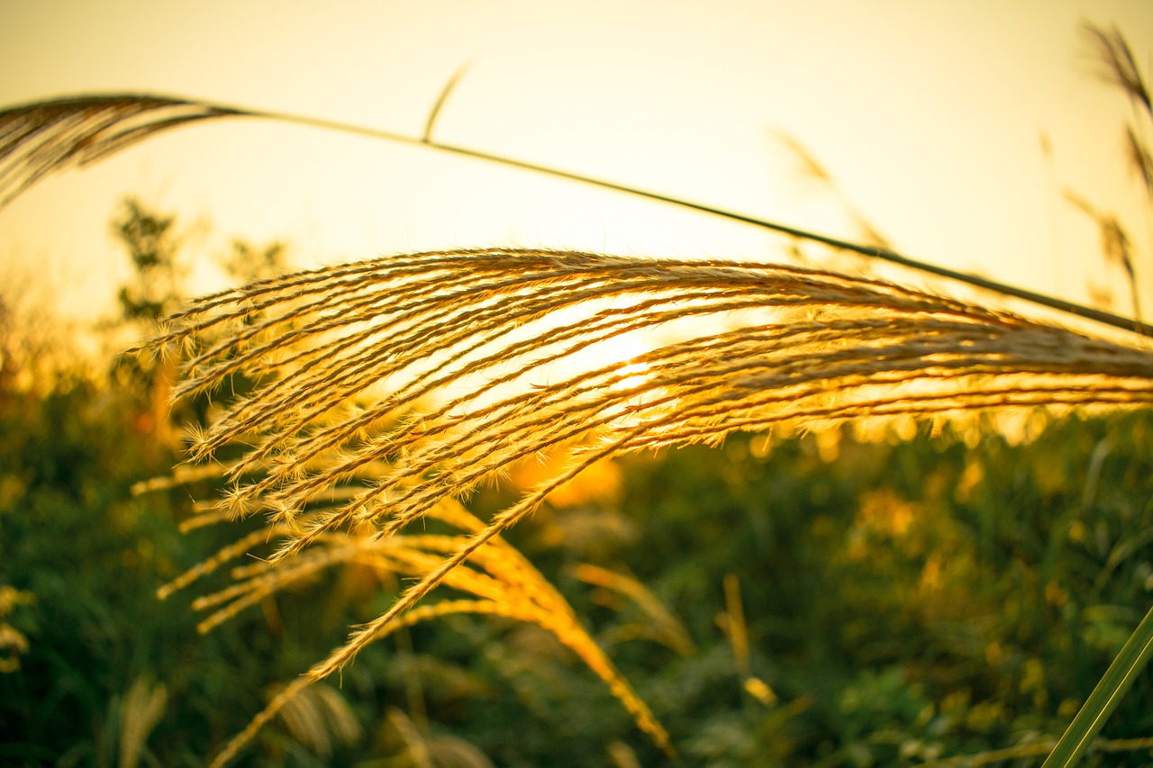 Image - pampas grass rushes sunset