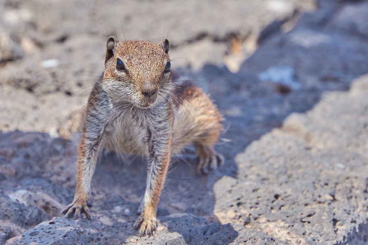 Image - gophers chipmunk nager fur cute