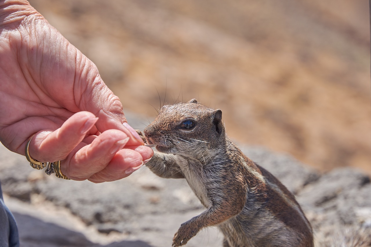 Image - chipmunk feed eat hand nuts nager