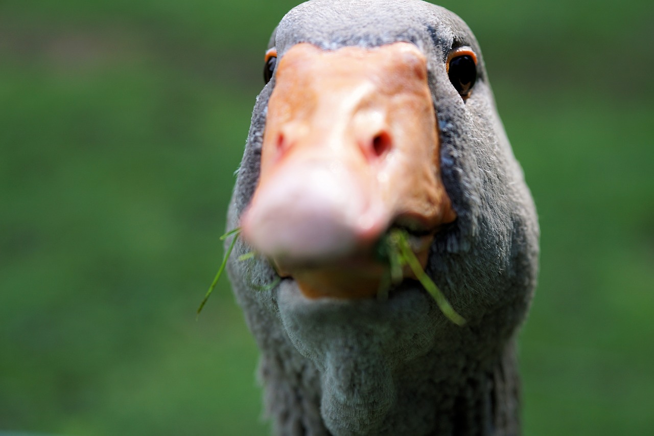 Image - goose wild goose bird water bird