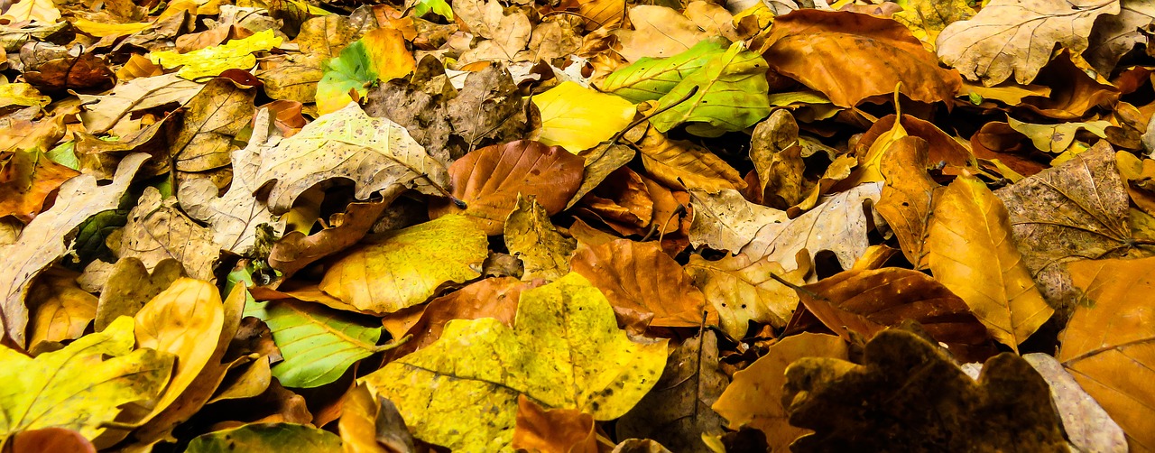 Image - nature time of year autumn leaves