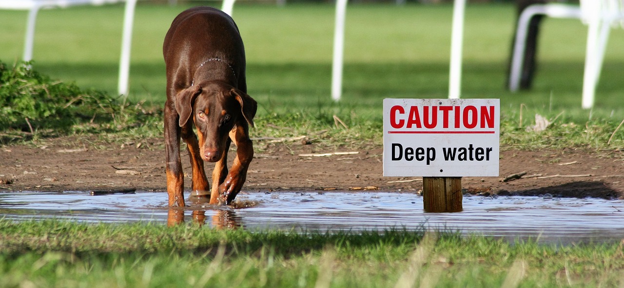 Image - dog water sign caution