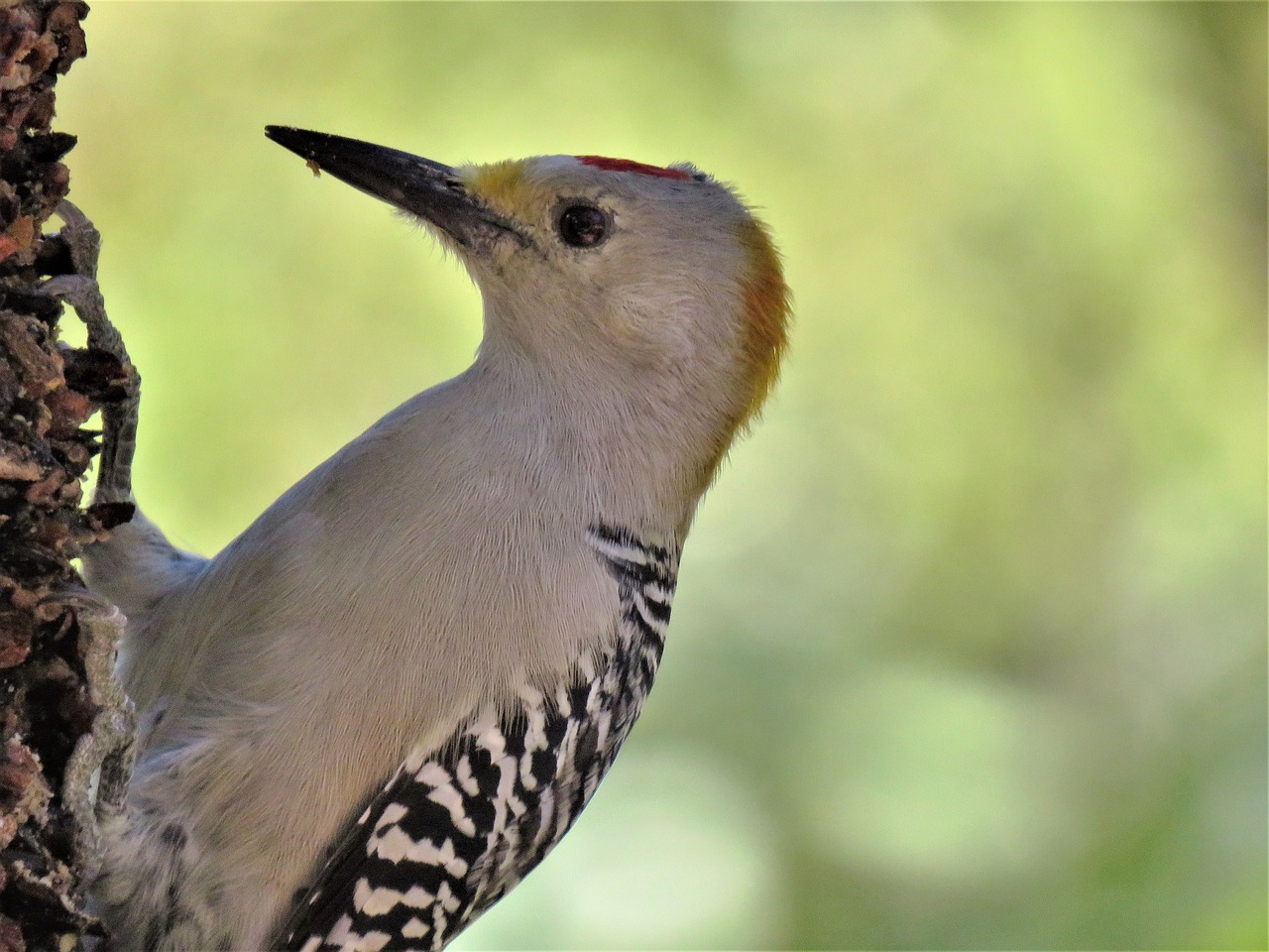 Image - bird woodpecker up close wildlife