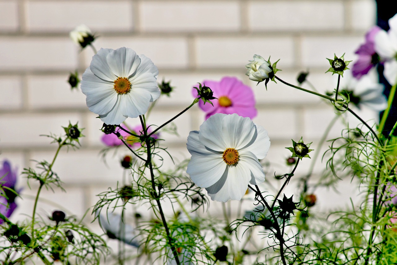 Image - cosmea flower cosmos bipinnatu