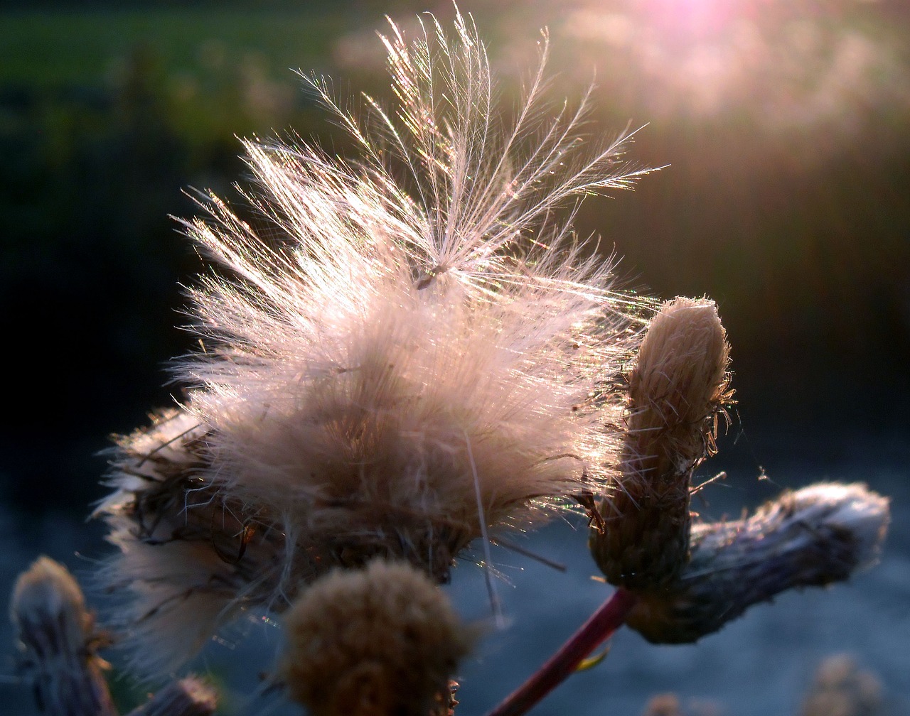 Image - thistle flower rod nature summer