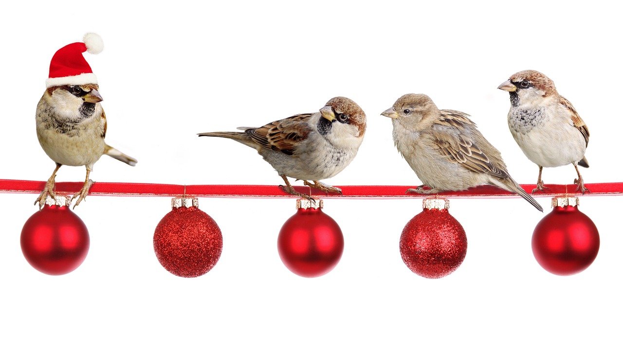 Image - sparrows christmas christmas time