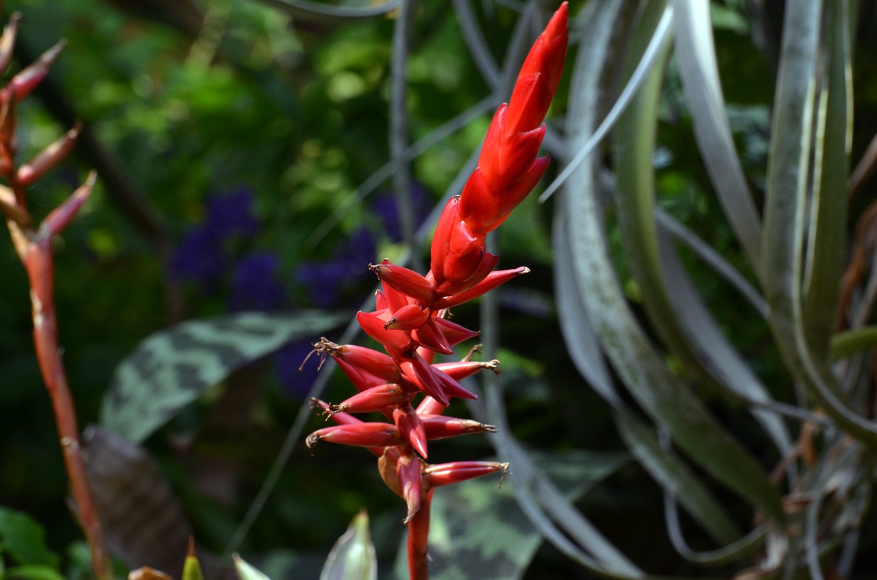 Image - flower plants color jungle tropics