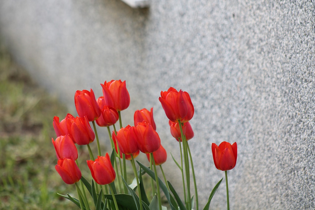 Image - tulips flower rossi