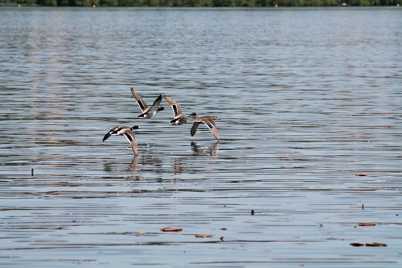 Image - flight lake birds sky water italy