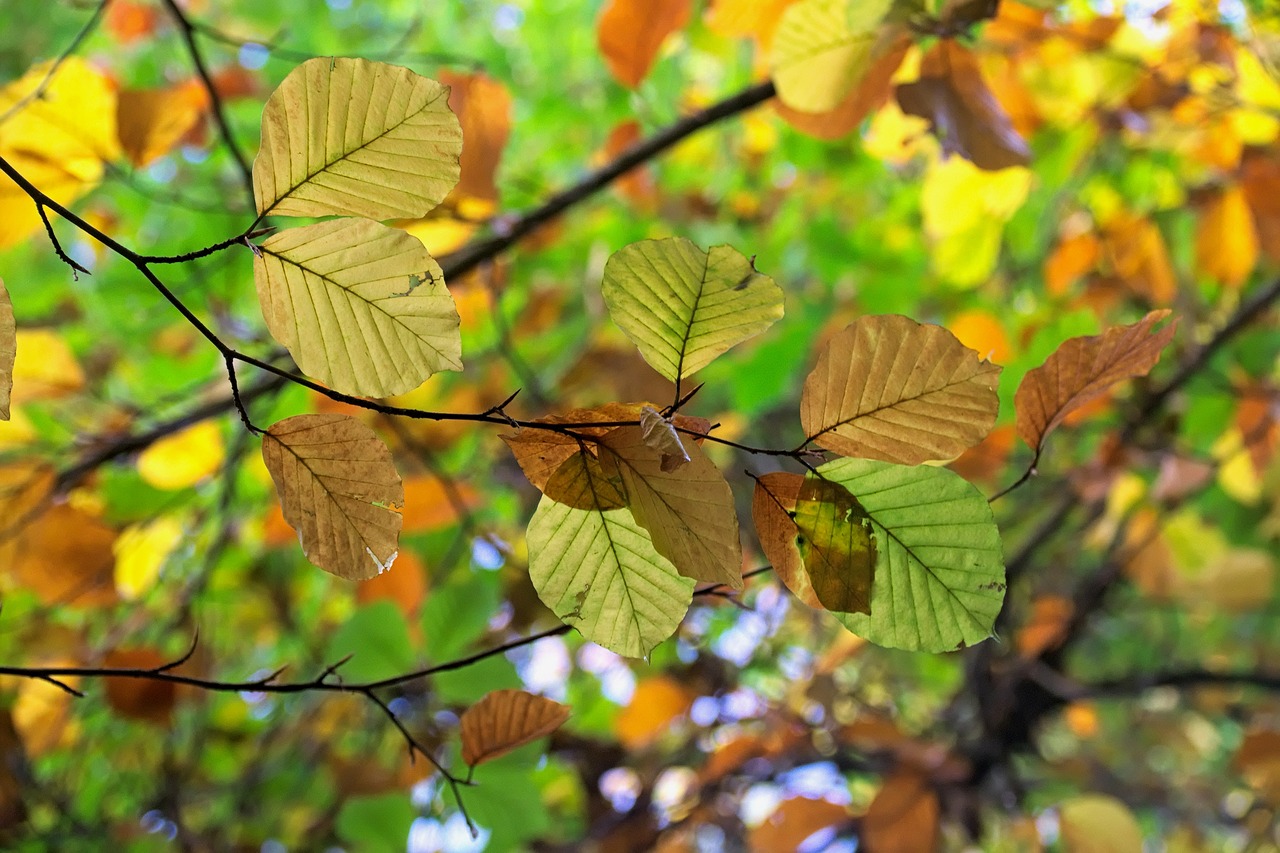 Image - autumn autumn gold foliage tree