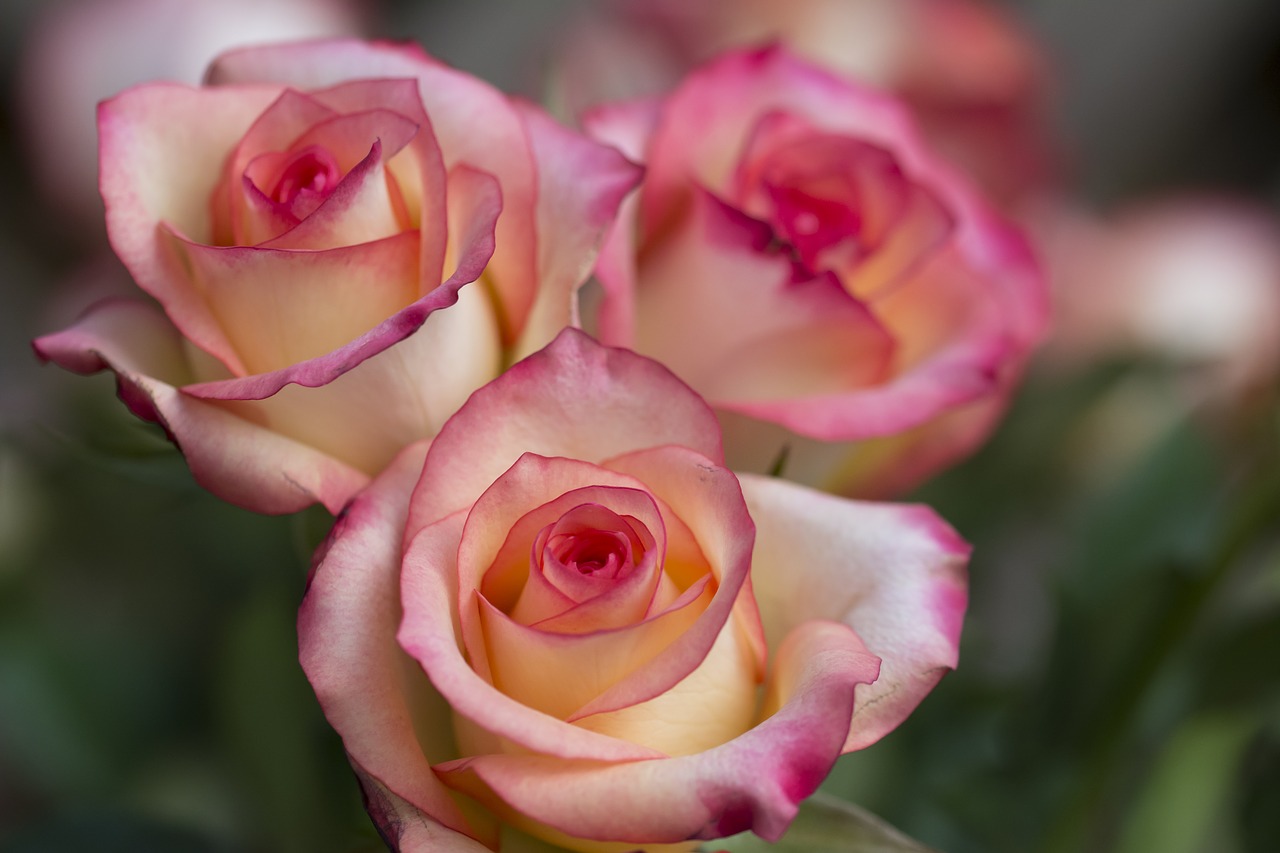 Image - roses rose flower close up flowers