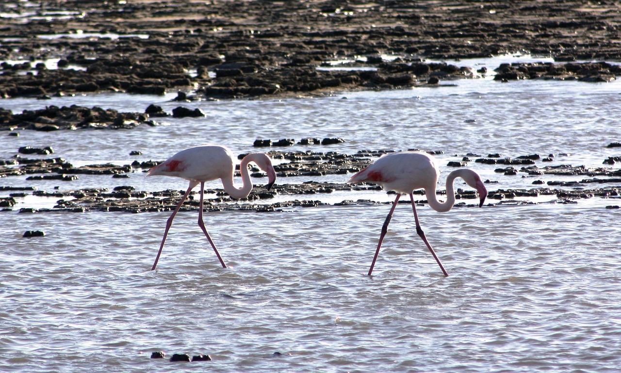 Image - birds waders pink flamingo marsh