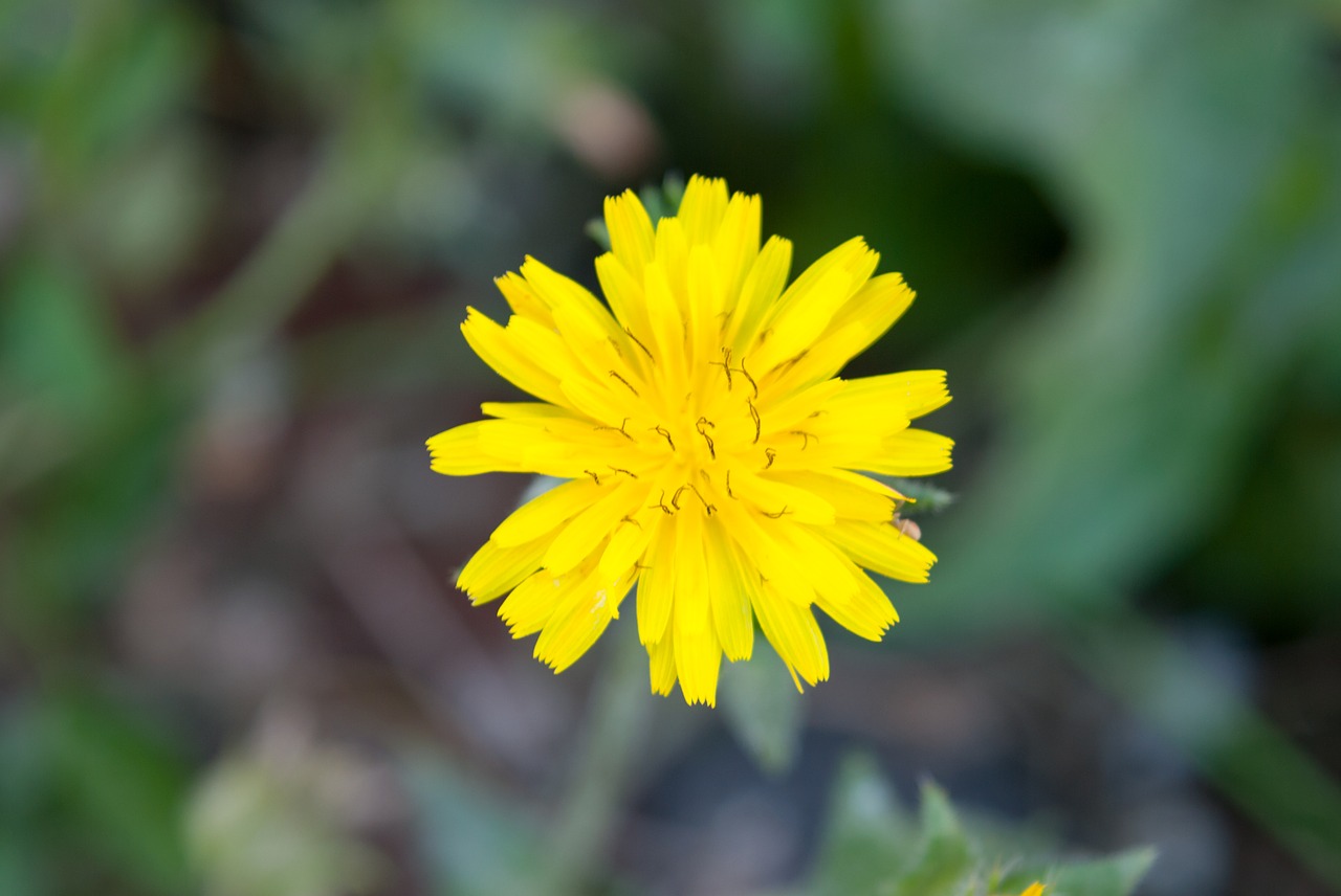 Image - flower pic natural